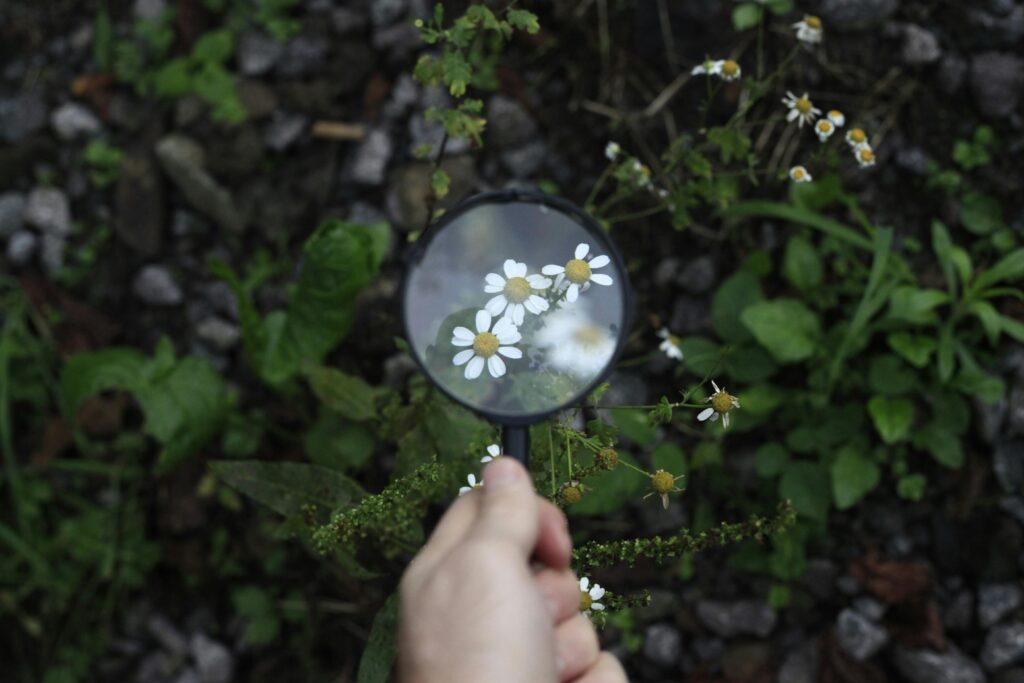 O błędzie detektywistycznym w pomaganiu A hand holding a magnifying glass to inspect chamomile flowers in a garden setting.